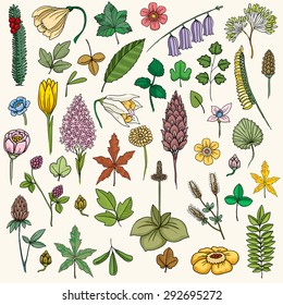 Set of various flowers and plants, vector illustration