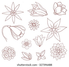 Set of various flowers and plants, vector illustration