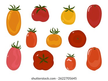 Conjunto de vários tomates cereja fresca ilustração vetor. Coleção. Tomates vermelhos vintage. Produtos hortícolas biológicos maduros da exploração agrícola. Jardinagem orgânica. Vegetal arte berinjela design liso isolado peças bonitas. 
