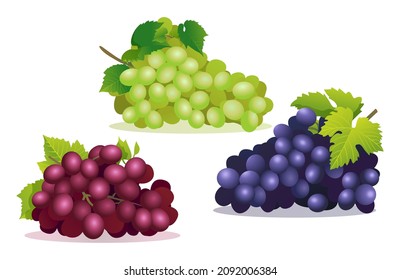 Set of various fresh red, purple and green grapes illustrations isolated on white background