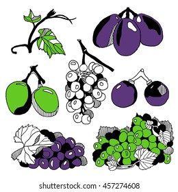 Set of various grape. Hand drawn colored sketch of grape bunches isolated on white background.
