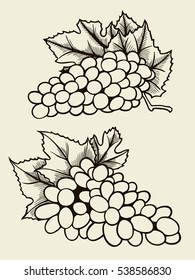 Set of various grape. Hand drawn sketch of grape bunches isolated on white.