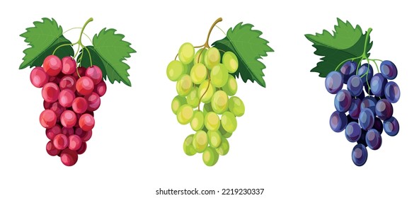 Set of various grapes in cartoon style. Vector illustration of bunches of blue, red, green grapes with leaves on white background.
