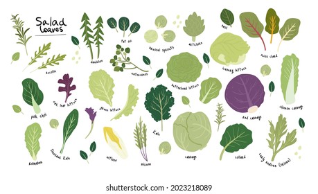 set of various green salad leaves hand drawn illustration