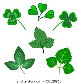 Set of various green trefoil leaves isolated. Shamrock asset. Vector illustration