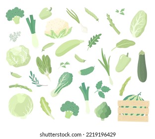 Set of various green vegetables. Organic natural vegetables, greens, salads. Vegan, vegetarian, healthy  food. Vector illustration in flat style.