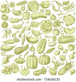 Set of various hand drawn green vegetables. For vegan products, organic food, banner, restaurant menu, farmers market design elements. Isolated on white