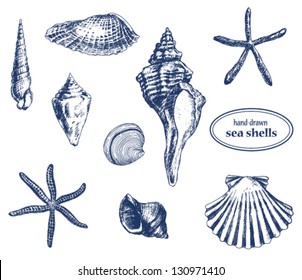 Set of various hand drawn sea shells