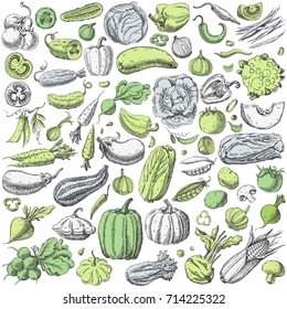 Set of various hand drawn vegetables. For vegan products, organic food, banner, restaurant menu, farmers market design elements. Isolated on white