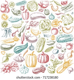 Set of various hand drawn vegetables. Sketches of different food. Isolated on white