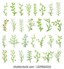Set of various herbs. Healing herbs. Shrubs with berries. Weeds. Algae. Climbing plants. Vector illustration. Isolated on white background