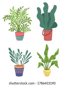 Set of various home plants in colorful pots. Green house decor. Indoor and outdoor landscape garden potted plants. Juicy leaves. Home gardening hobby. Flat vector illustration isolated on white