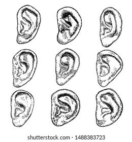 Set of various human ear anatomy body part in engraved hand drawn style. Stylized drawing of decorative witchcraft, voodoo magic attribute. Illustration for Halloween. Vector.
