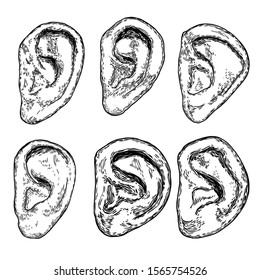 Set of various human ear anatomy body part in engraved hand drawn style. Stylized drawing of decorative witchcraft, voodoo magic attribute. Illustration for Halloween. Vector.