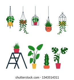 Set of various indoor ornamental potted houseplants : monstera, pilea, calathea lancifolia, cactus, string of pearls, strelitzia, planthanger. Standing and hanging green terrarium.Vector