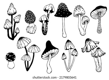 Set of various inedible mushrooms, pale toadstools. Linear sketches, stylized vector graphics.