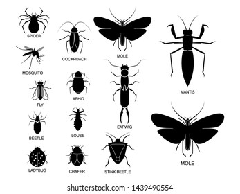 Insects With Names