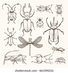 Set of various insects in hand drawn style. Bugs, ant, ladybug, dragonfly, grasshopper and others. Cute childish poster, beetles collection. Vector illustration isolated on background