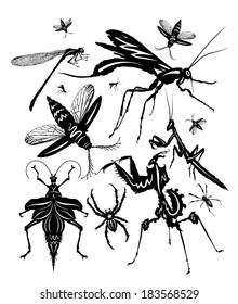Set of various insects: mantises, beetles, spider, dragonfly and mosquito. Collection of insects.