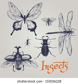 Set of various insects. Vector.