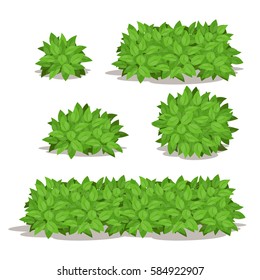 Set of Various Isolated Bush.Different Shape of Bush Vector Illustration.