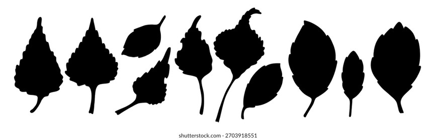 Conjunto de varias siluetas de hojas. Contorno negro de hojas de otoño sobre un fondo blanco. Ilustración vectorial.