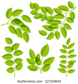 Set of various Leaves design elements. Vector illustration.