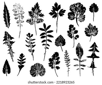 Set of various leaves of field plants and herbs isolated on a white background. Ink prints of plant texture. Natural elements, realistic silhouettes for eco design.