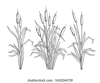 
 Set of various linear images of bulrush. Black and white clipart.Vector templates of various narrowleaf cattails. Illustration of nature. 