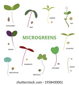 Set of various microgreens including sunflower, beet, carrot, pea, radish, cilantro, nasturtium, amaranth, broccoli, kohlirabi, cilantro and onion on white background.
Can be used for topics like orga