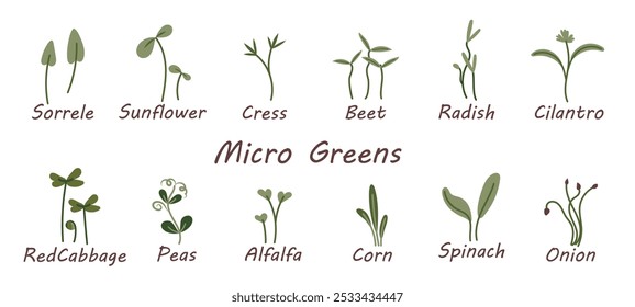 Set of various microgreens including sunflower, beetroot, peas, radish, onion on white background. Can be used for topics such as organic plants, cooking, healthy eating, nutrition