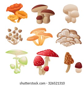 Set of various mushrooms