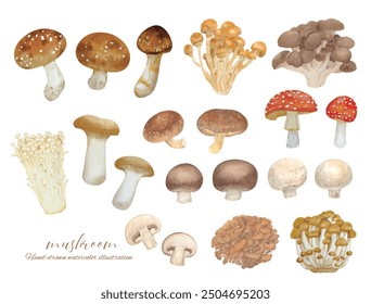 Set of various mushrooms hand drawn by watercolor