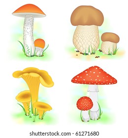 Set of various mushrooms on grass