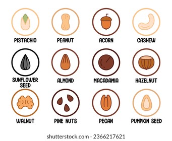Set of various nuts and seeds. A set of nuts in circles with their names. Concept of healthy eating, healthy food, vegetarian. Almonds, Hazelnuts, Walnuts, Cashews. Vector illustration in flat style