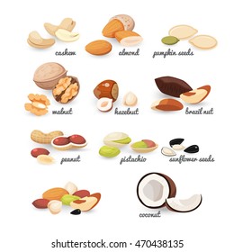 Set of various nuts and seeds, colorful vector flat illustration