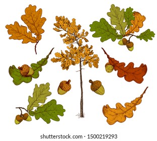 
Set of various oak leaves and acorns. Realistic drawing on a white background.  Autumn collection. Vector illustration. Color sketch.