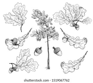 

Set of various oak leaves and acorns. Realistic drawing on a white background.  Autumn collection. Vector illustration. Monochrome drawing. 