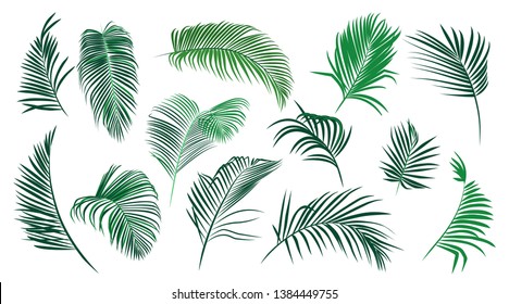 Set of various palm leaves. Colored vector elements of exotic nature on a white background.
Realistic sketch.  