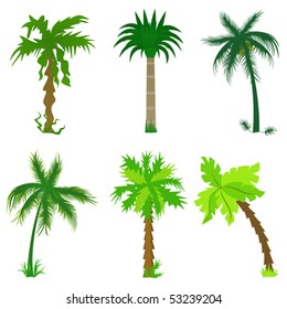 Set of various palm trees. Objects isolated. Vector tropical collection for Your design