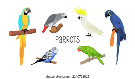 Set of various parrots. Vector cartoon flat birds on white background