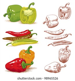 Set of various peppers. Vector illustration.