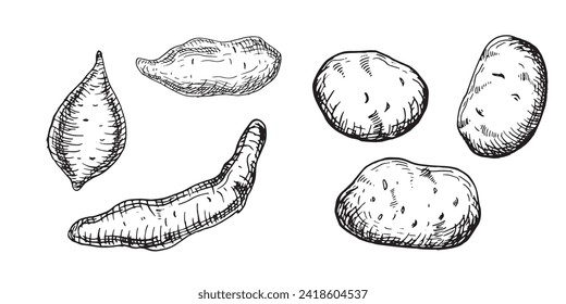 Conjunto de varias ilustraciones vectoriales de patatas aisladas en blanco. Todo el contorno de la tinta de batata dibujado a mano. Gráfica blanca de la papa de tubo. Para el menú de diseño, envoltura, ingredientes de la receta, envasado