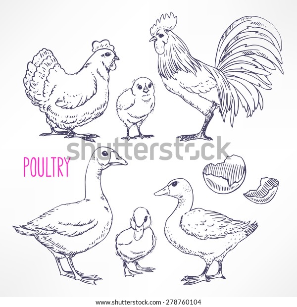 Set Various Poultry Chicken Rooster Duck Stock Vector Royalty Free