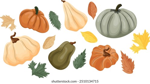 set of various pumpkins of different sizes in orange green and light colors with various autumn leaves, vector