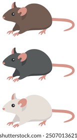 Set of various rats, cartoon flat vector illustration isolated on white background. Cute mouse. Black rat, white rat, brown rat for using