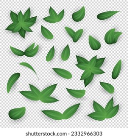 Set of various realistic twigs and green leaves isolated on transparent background. Design elements with different 3d tree branches clip art. Vector illustration with herbs, foliage