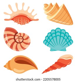 Set Of Various Sea Shells