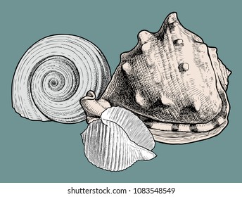 Set of the various seashells. All objects isolated.