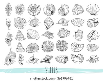 Set with various seashells. Many different seashells.